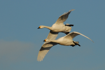 Bewick's Swans flying at Slimbridge. WWT has been monitoring the rare Bewick swans for 50 years.jpg
